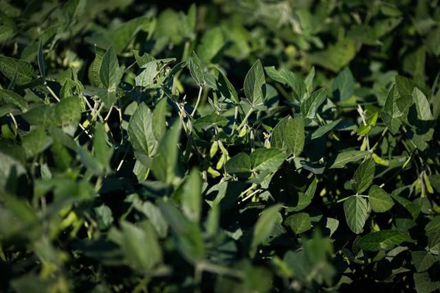 Ihara apresenta portfólio para soja e milho no Show Rural Coopavel Digital  - Revista Cultivar