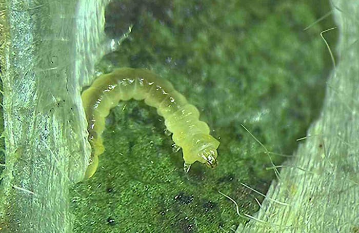 Nova praga da soja avança no Meio-Oeste dos EUA