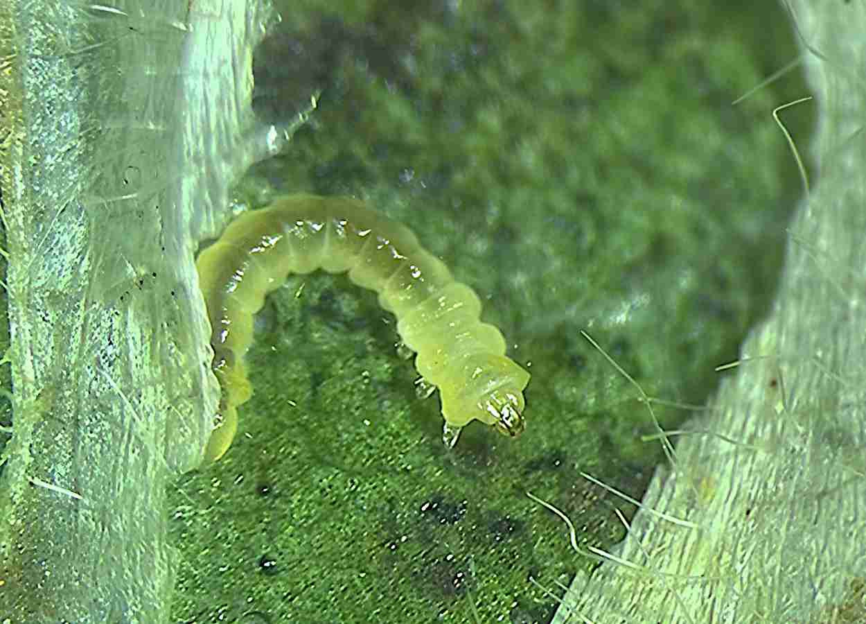 Un nouveau ravageur du soja se propage dans le Midwest américain.