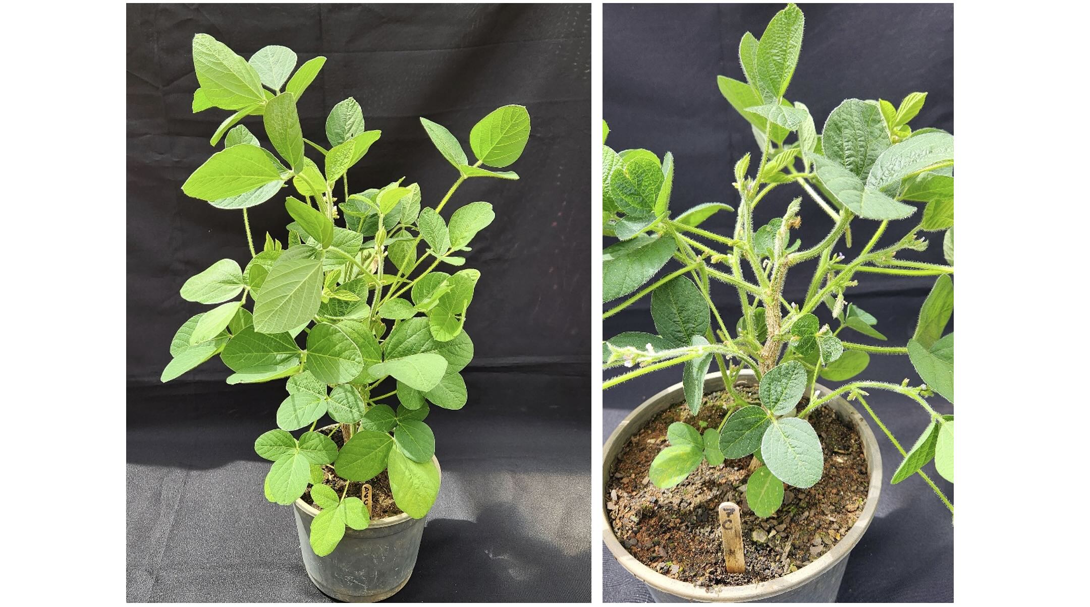 <b>Figura 6 -</b> plantas de soja com sintomas de intoxicação por triclopyr. Machado – MG, 2023