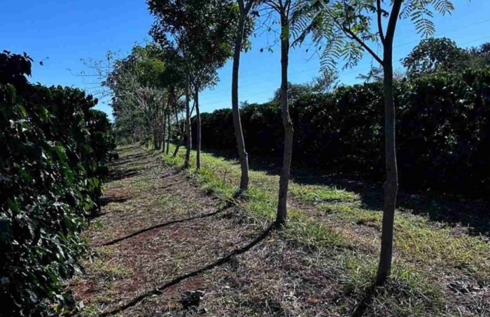 Cooxupé viabiliza venda de créditos de carbono no café