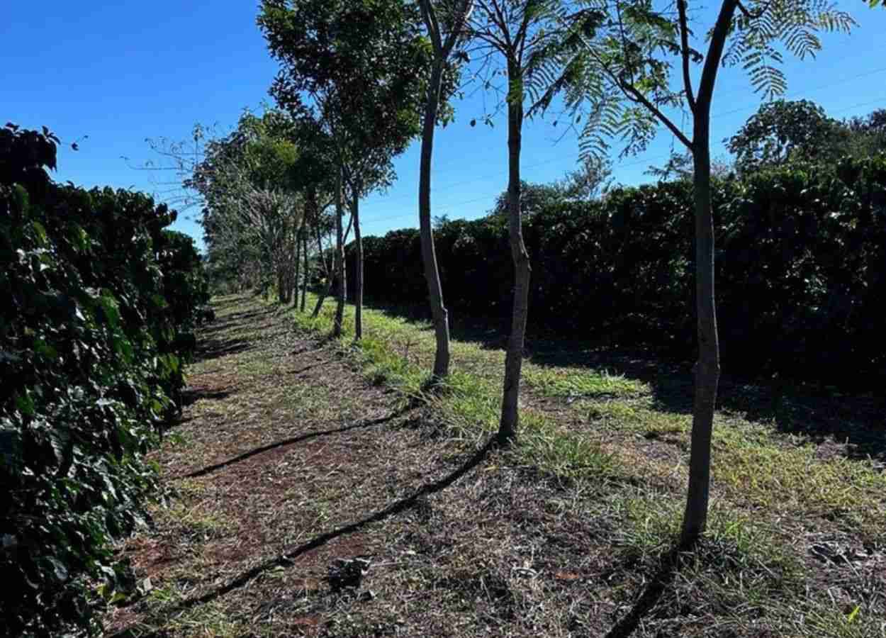 Cooxupé viabiliza venda de créditos de carbono no café