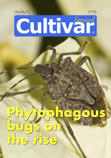 Cultivar Semanal 80