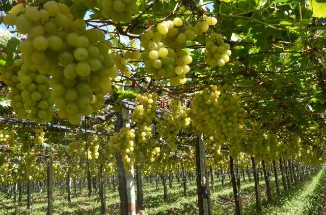 Pesquisa medirá emissões de gases de efeito estufa na produção de uvas de mesa no Vale do São Francisco