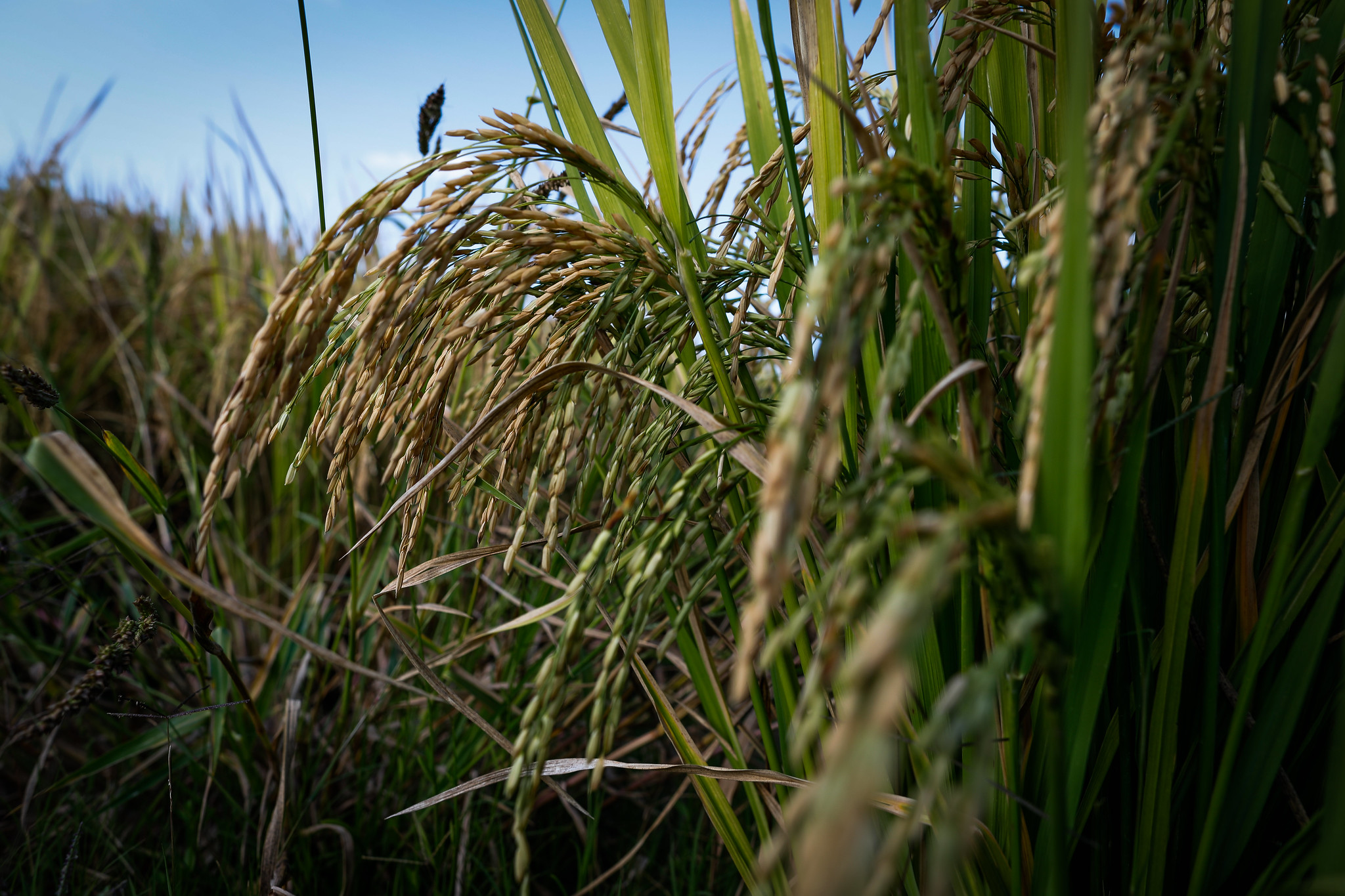 Colheita do arroz chega a quase 50% da área total semeada no RS