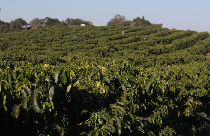 Campos Gerais se consolida como maior produtor de café do Sul de Minas