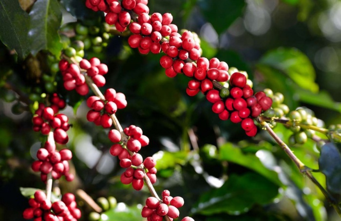 Safra de café do Brasil 2026/27 avança com clima favorável