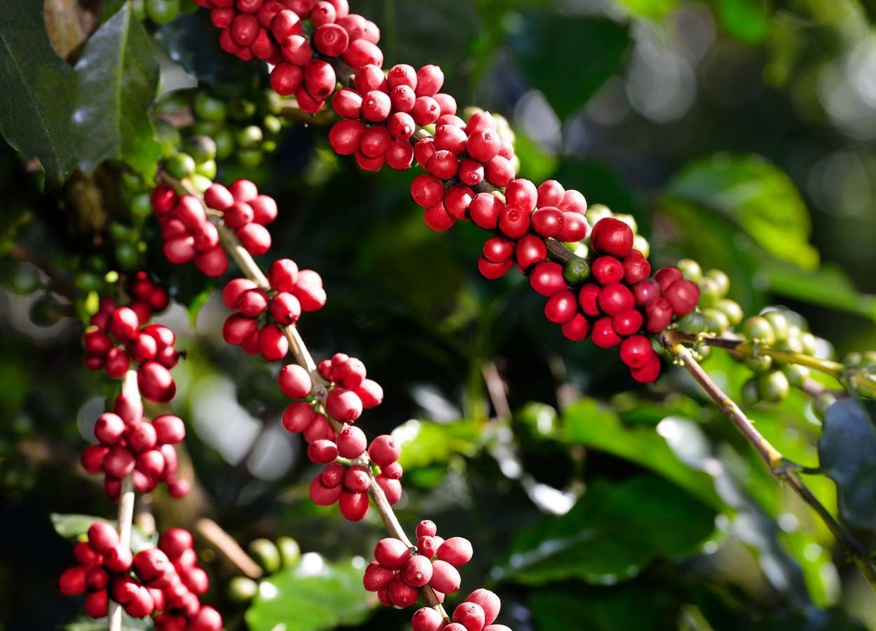 Safra de café do Brasil 2026/27 avança com clima favorável