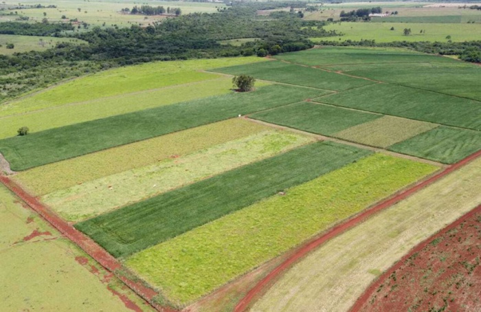 Manejo do solo eleva produtividade da soja em 11,1% por nível