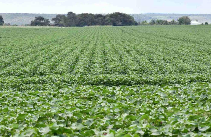 Janela de plantio do algodão safrinha está aberta no Tocantins