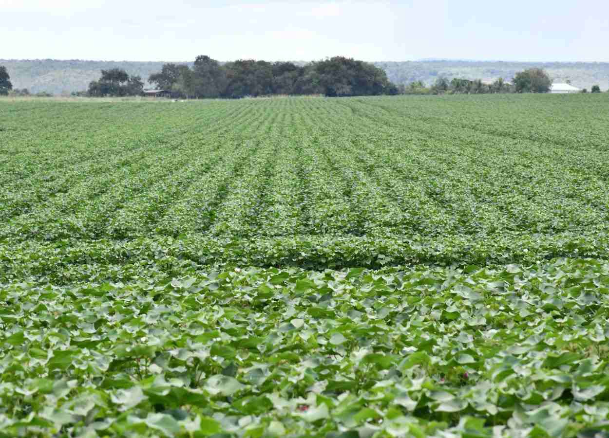 Janela de plantio do algodão safrinha está aberta no Tocantins