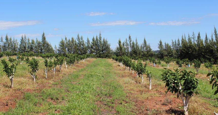 Fundecitrus realiza último curso sobre o novo controle do cancro cítrico em Lucianópolis (SP) em 5 de outubro