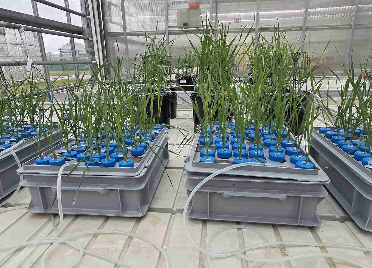 Trigo libera compostos capazes de frear a nitrificação