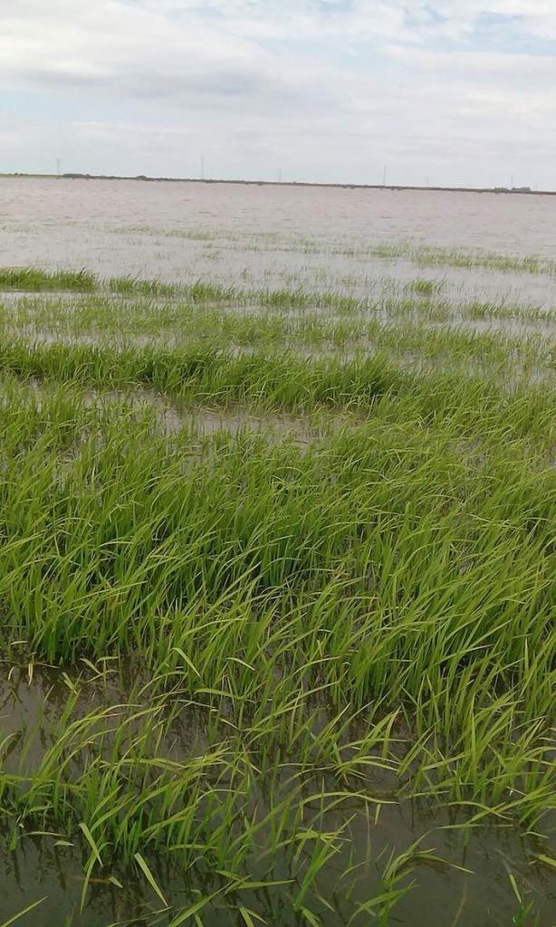 Enchentes no RS trazem danos para lavouras de arroz