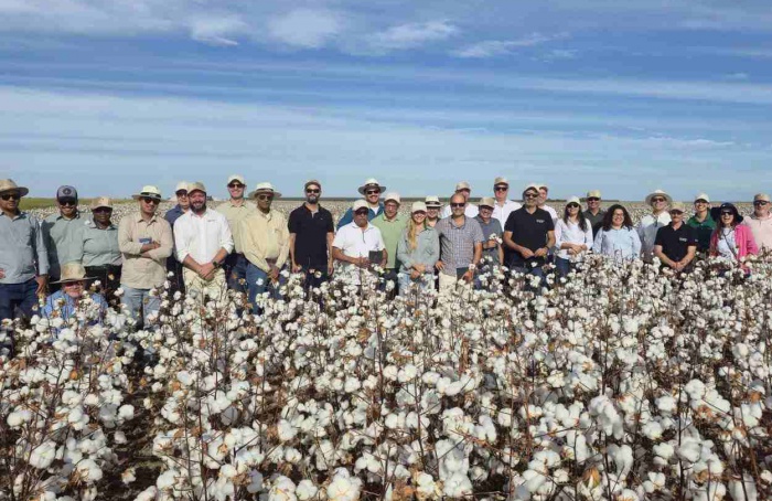 Algodão baiano ganha destaque em agenda do Cotton Brazil