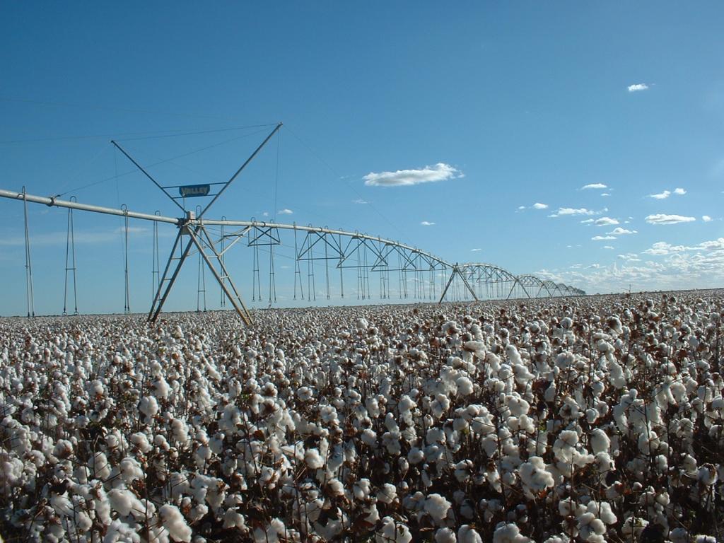 ​Clima favorece produção de algodão na Bahia