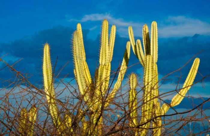 Embrapa lança projeto para aumentar resistência à seca no Semiárido