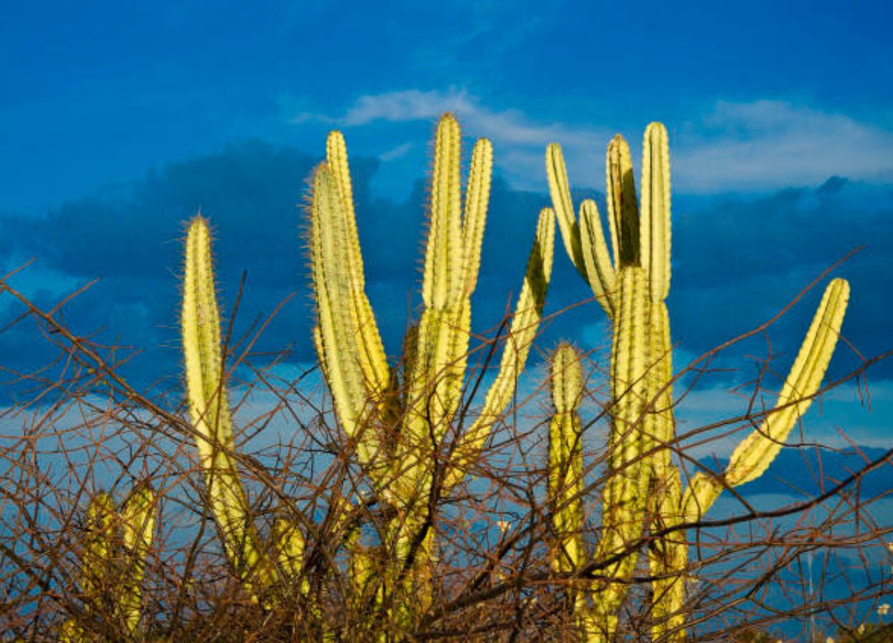 Embrapa lança projeto para aumentar resistência à seca no Semiárido
