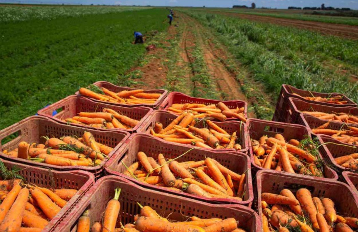 Minas Gerais lidera produção nacional de hortaliças