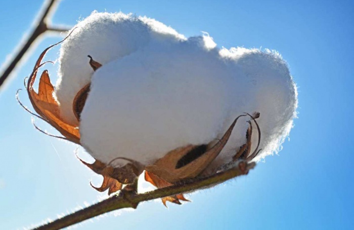 Bahia colhe 843 mil toneladas de algodão em 2024/25