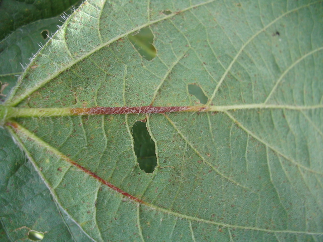 Figura 2: Lesões avermelhadas nas nervuras de folhas velhas.