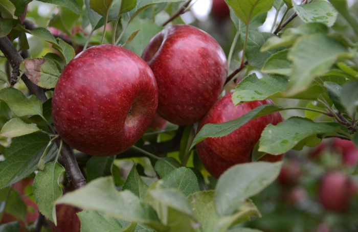Curso de certificação para doença da macieira está com inscrições abertas em Vacaria (RS)