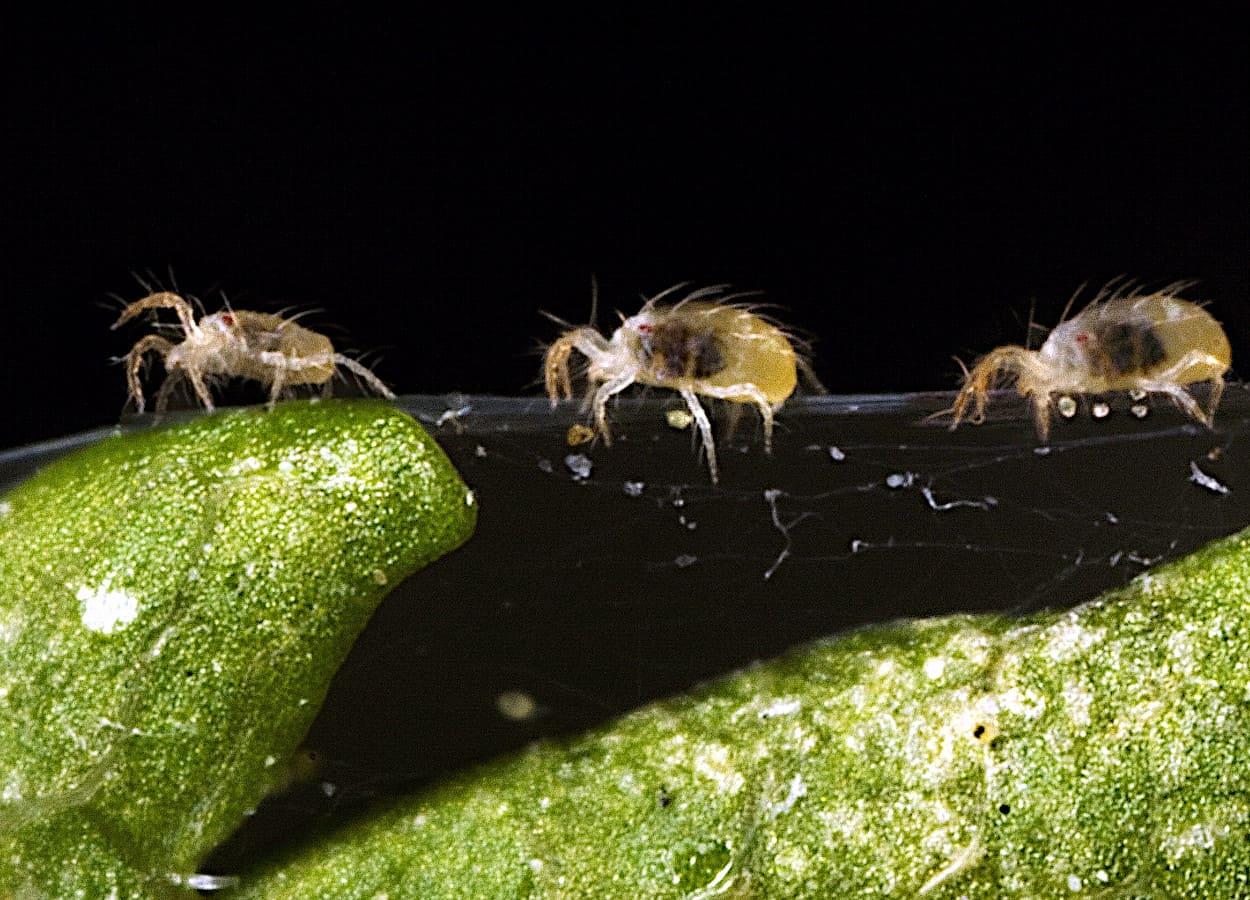 Foto:&nbsp;David Cappaert, Bugwood