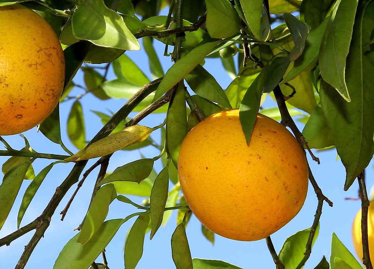 Paraná prorroga emergência fitossanitária contra greening por 180 dias