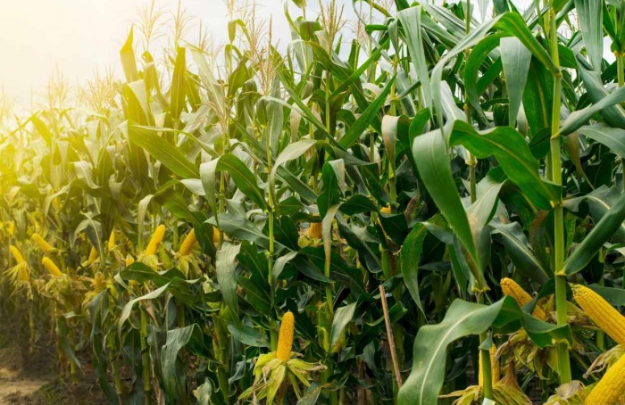 VBP do milho em Mato Grosso deve crescer 7,9% em 2026