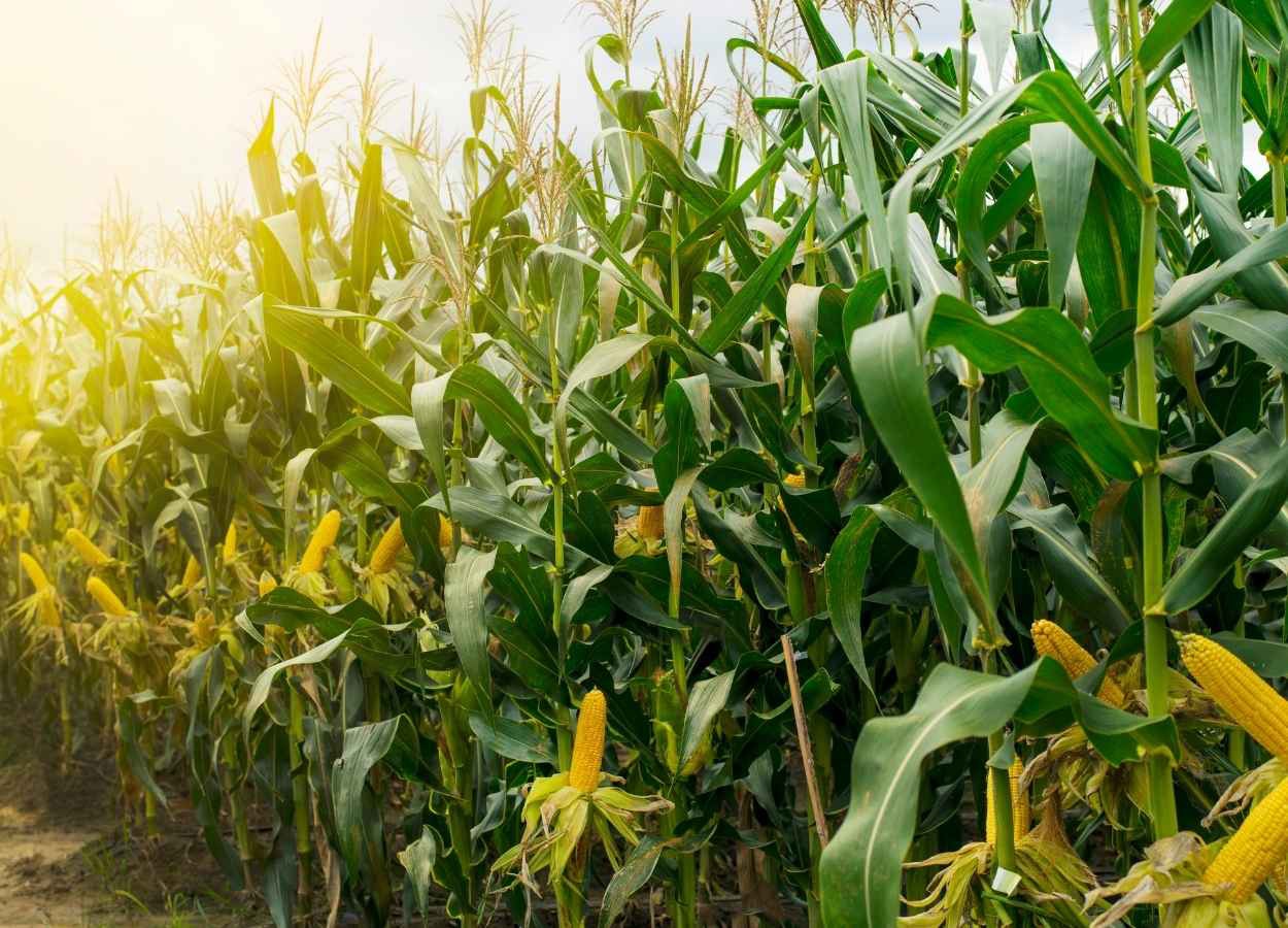 VBP do milho em Mato Grosso deve crescer 7,9% em 2026