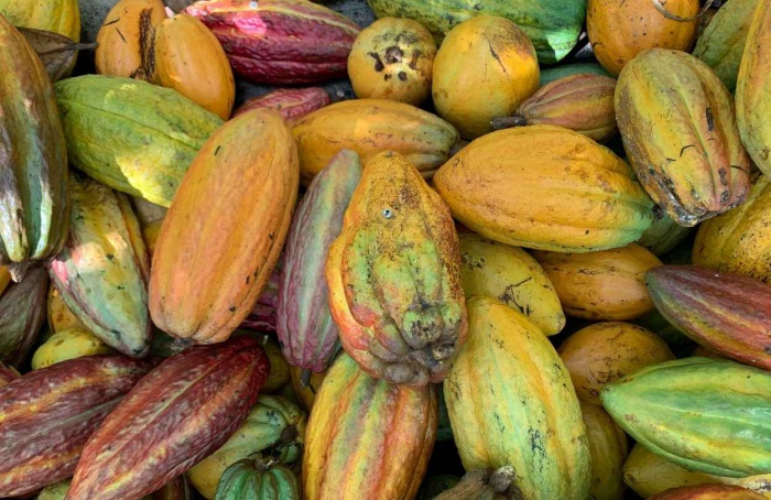 Produção de cacau no Brasil salta 61% no 1º trimestre