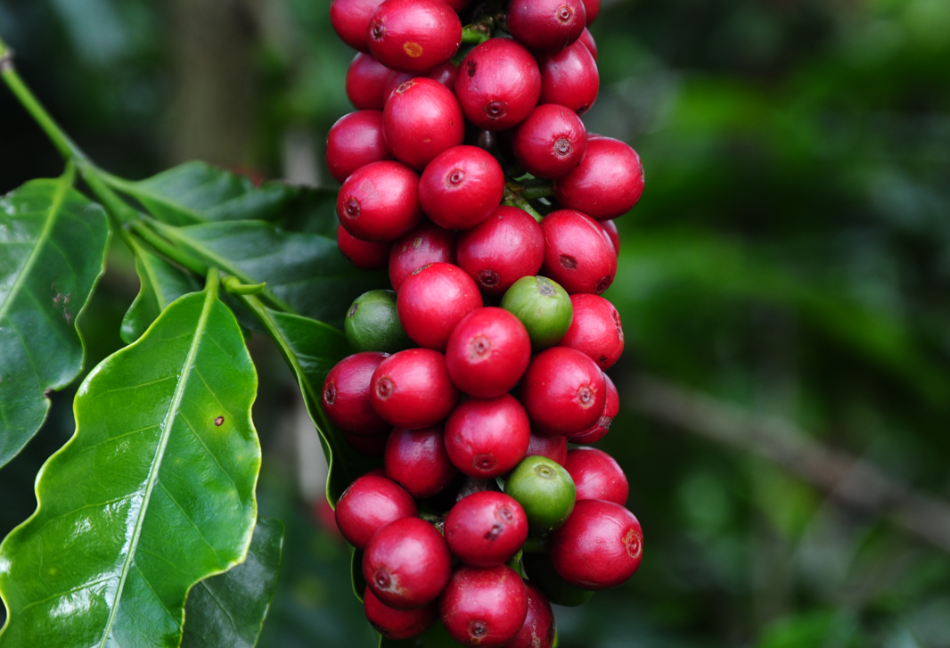 Coffee Genetic Improvement seeks productivity and sensory quality in Minas Gerais crops