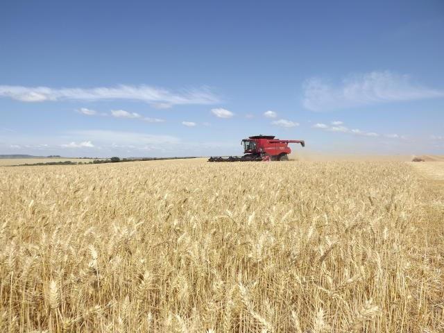 Brasil vai importar 750 mil toneladas de trigo por ano com alíquota zero