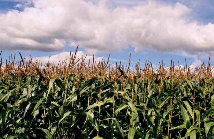 Área plantada do milho 2ª safra em Mato Grosso do Sul é recalculada e deve totalizar 2,218 milhões de hectares
