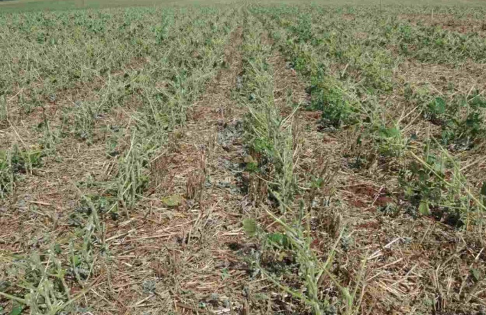 PR Safra 2025/26: soja tem perdas localizadas após temporais