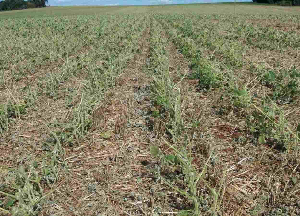 Ernte PR 2025/26: Sojabohnen erleiden nach Stürmen lokale Verluste.