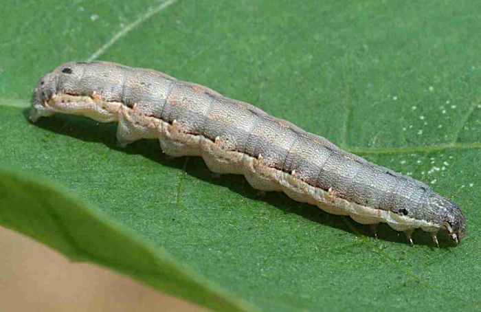 Proteína regula microbiota intestinal e ação de Bt em lagarta