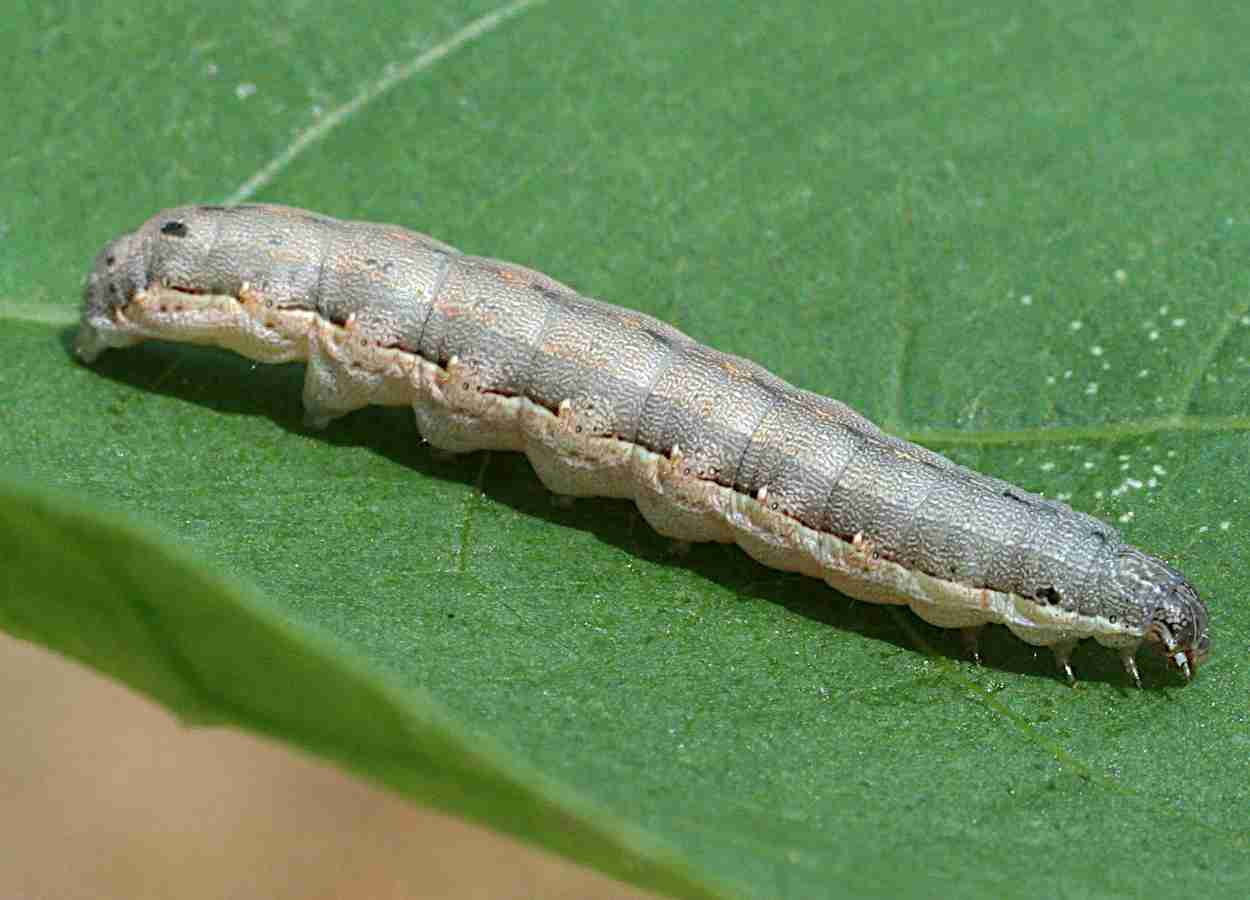 Proteína regula microbiota intestinal e ação de Bt em lagarta