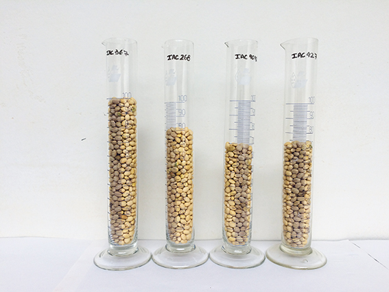 Figura 2 - Produção de soja em solo com Pratylenchus brachyurus, após milhos resistentes (IAC-367 e IAC-268) e milhos suscetíveis (IAC-9012 e IAC-427) 