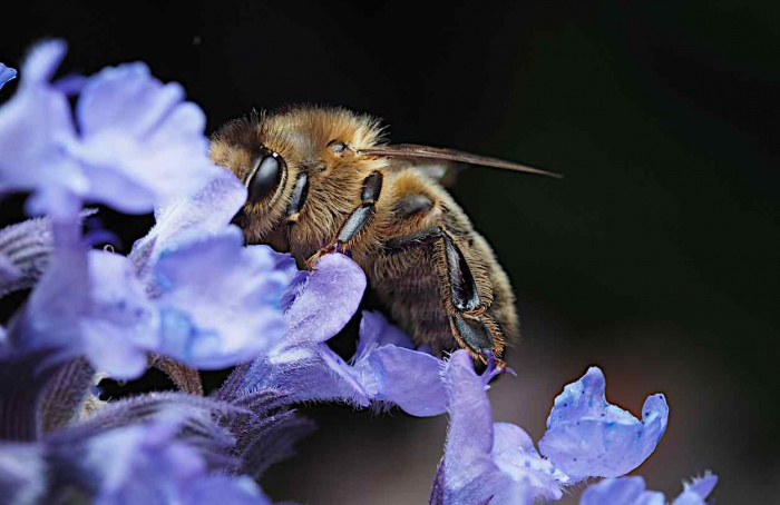 Abelhas indicam contaminação ambiental por PFAS