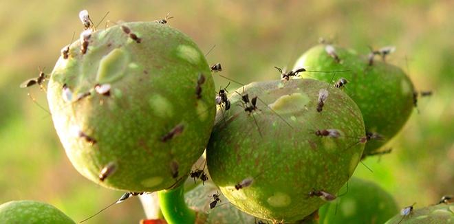 Nova fase na relação entre figueiras e vespas é desvendada