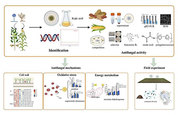 Cepas de Aspergillus flavus inibem toxinas e fungos no campo
