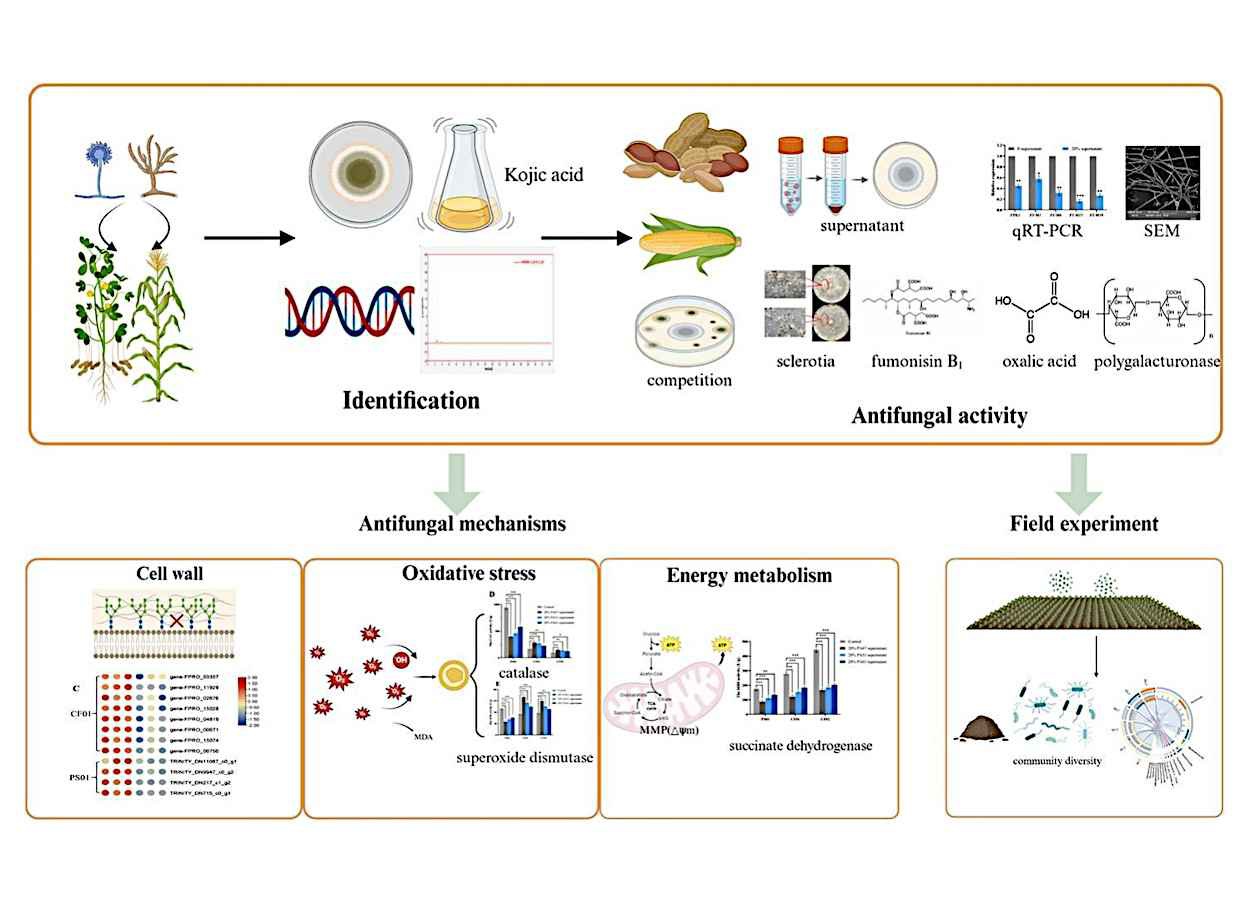 Cepas de Aspergillus flavus inibem toxinas e fungos no campo