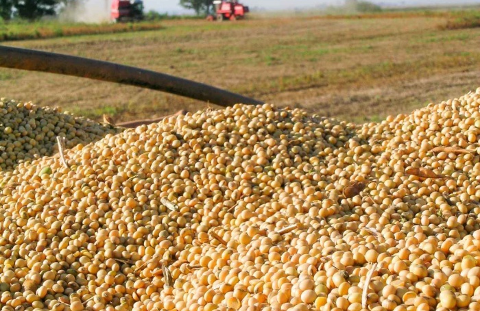 StoneX eleva estimativa para safra de soja 2025/26