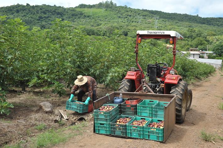 Clima beneficia a produção de figo no RS