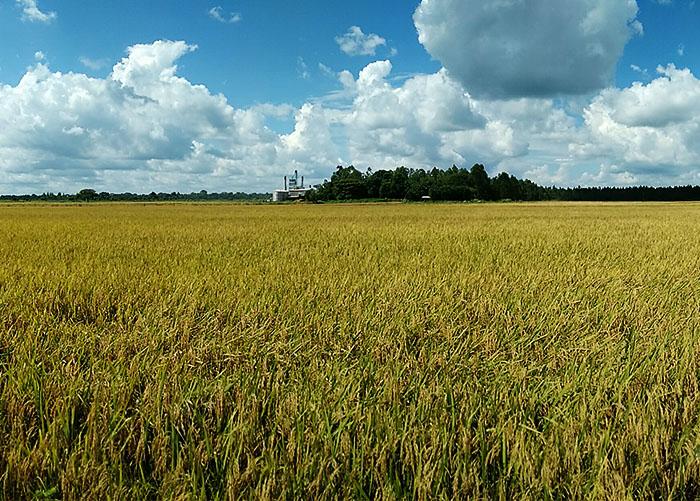 Cultivar de arroz irrigado proporciona lucro de 57% no Tocantins