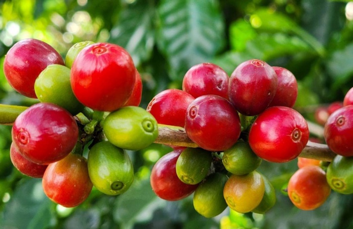 Exportações do agro mineiro crescem 17% em 2025