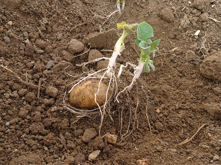 Soqueira de batata que deve ser eliminada devido à suspeita de contaminação por nematoides 