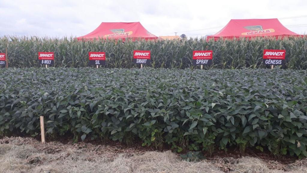 Linha de fertilizantes foliares da Brandt é destaque no dia de campo da Herbiterra, em São Carlos do Ivaí (PR)