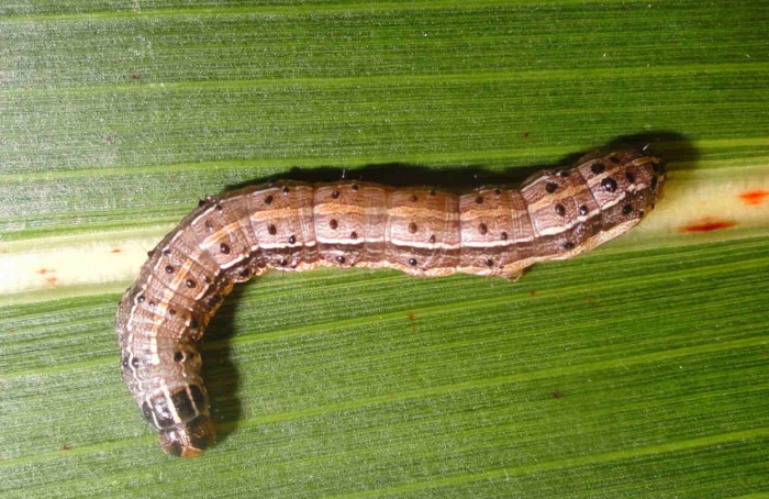 Spodoptera frugiperda revela ritmos biológicos distintos